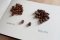 Arabica vs Robusta. Quelle est la différence ?