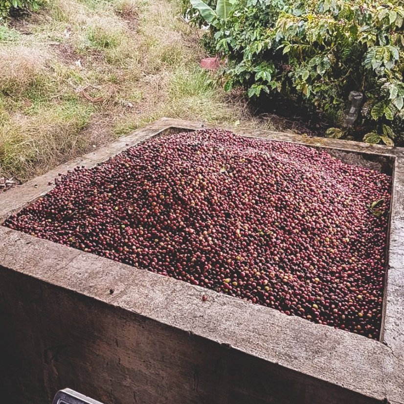 Kava espresui Kolumbija Jov Coffee.