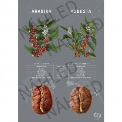 Arabica vs Robusta - A4 formato plakatas