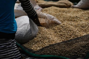 Etiopiske sorter af kaffetræer: JARC Vs. Arvestykke