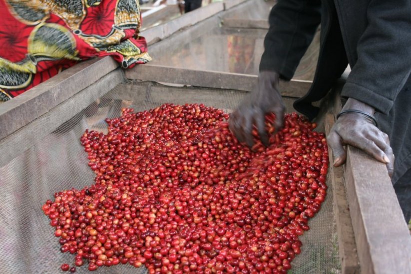 Burundi Gakenke - Iepakojums: 250 g, Grauzdēšana: Mūsdienīgs espresso - espresso, kas atzīmē skābumu