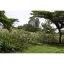 Bønnerne til espresso fra Tanzania Acacia Hills stammer fra en højde på 1750-1850 m, hvilket giver dem en unik smag og aroma. Bønnerne til espresso fra Tanzania Acacia Hills stammer fra en højde på 1750-1850 m, hvilket giver dem en unik smag og aroma.