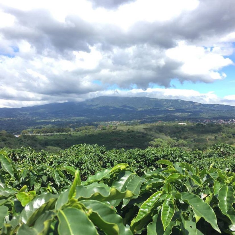 Ausgewählte Kaffee Costa Rica Hacienda.