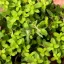 BIO Marjoram is a 100% natural essential oil that has a refreshing effect and is ideal for use in aromatherapy.