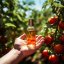 Sklenená fľaštička s 100% prírodným esenciálnym olejom rajčina od značky Pěstík, ideálna na použitie na jar.