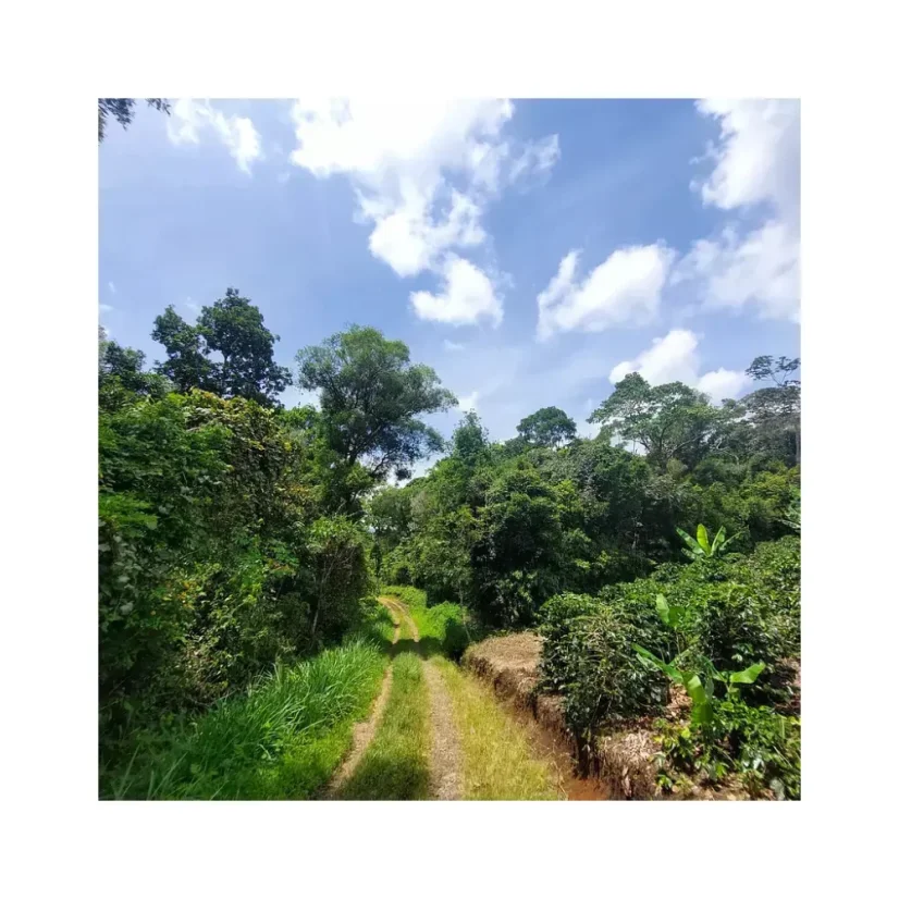 Kaffee Nikaragua Finca Los Altiplanos ist eine hochwertige Bohnenkaffee, der für die Zubereitung im Filter geeignet ist, ideal für Kaffeeliebhaber.