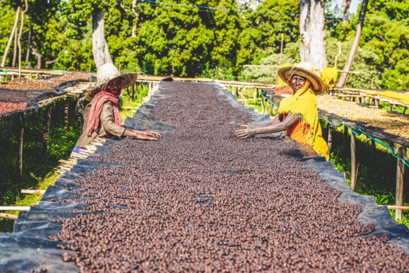 Sorting coffee from Ethiopia from the Keramo station.