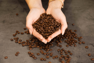 Wie werden die Kaffeebohnen in einer selektiven Rösterei sortiert?