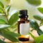 Myrte BIO - Huile essentielle 100% naturelle 10 ml