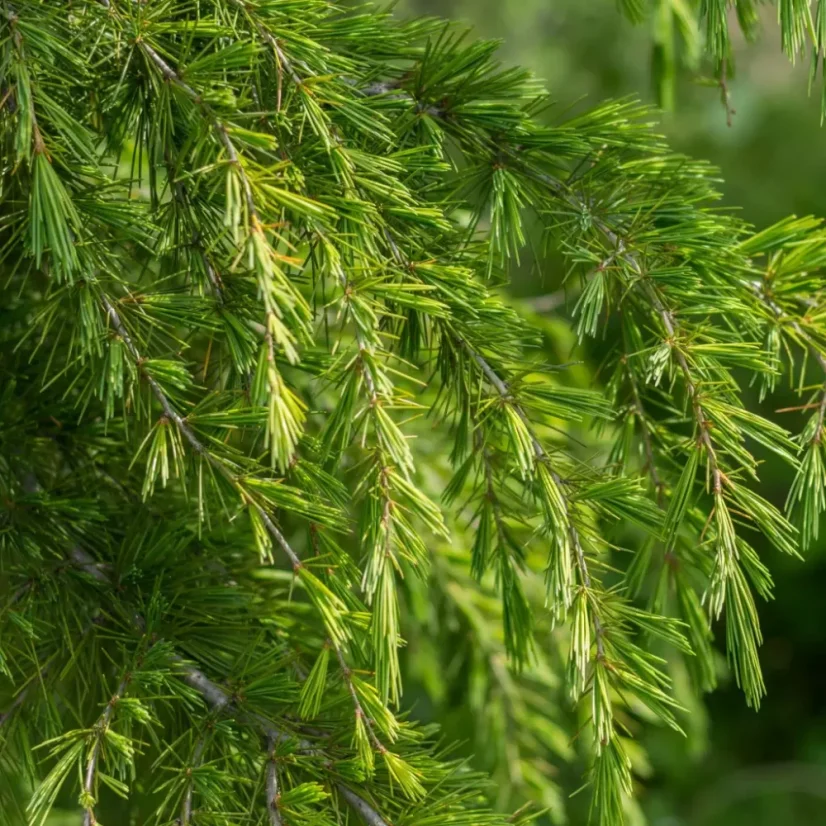 L'huile essentielle BIO de cèdre de l'Himalaya est 100% naturelle, idéale comme répulsif efficace contre les insectes.