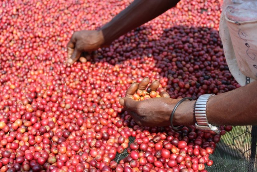 Burundi Gakenke - Opakowanie: 250 g, Pieczenie: Nowoczesne espresso - espresso zawierające kwasowość