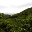 Selected decaffeinated coffee from Colombia Tumbaga.