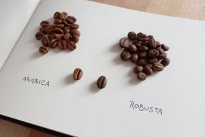 Arabica vs Robusta. Ποια είναι η διαφορά;
