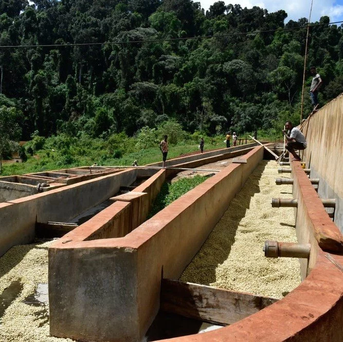 mycia stanica Boji a proces spracovania kávy