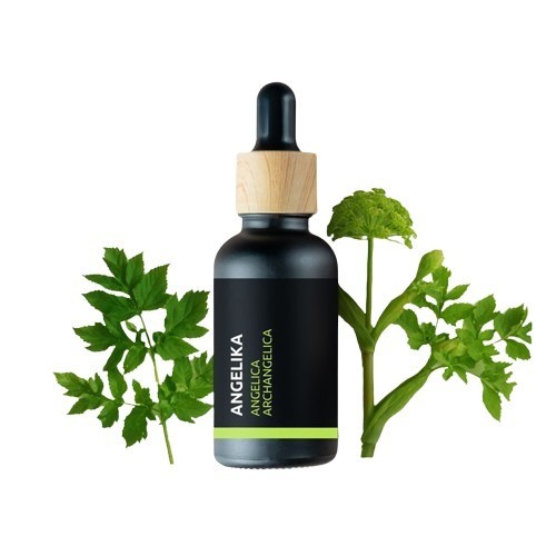 Angelica - 100% Natural Essential Oil (10ml)