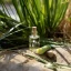 Flacon en verre de 10 ml d'huile essentielle 100 % naturelle de Calamus avec un parfum épicé. Flacon en verre de 10 ml d'huile essentielle 100 % naturelle de Calamus avec un parfum épicé.