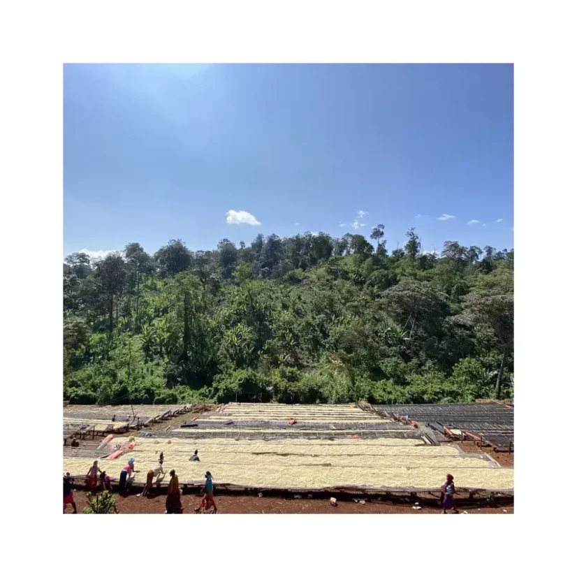 Etiopia Guji Mancity to wysokiej jakości kawa ziarnista do espresso, idealna do parzenia w kawiarce moka.