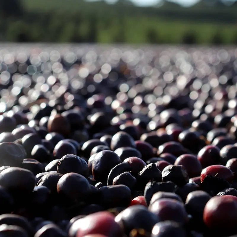 Brasil - Sancoffee; Café en grano para espresso