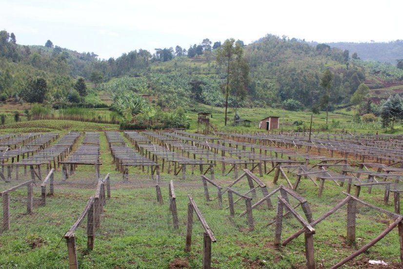 Burundi Yandaro | Filtr - Balení: 250 g