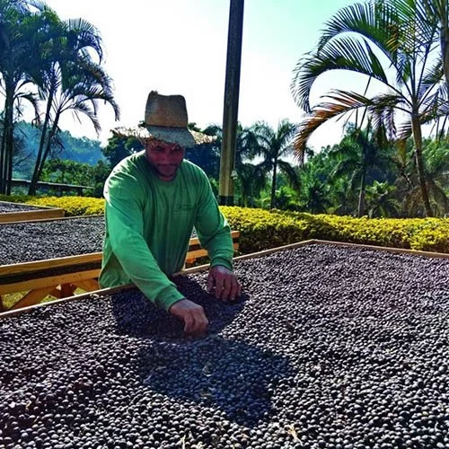 Valikoitu brasilialainen Diamond Cooxupé -kahvi espressoon paahdettuna.