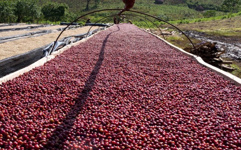 Premium paahdettu kahvi Etiopia Gesha Village Surma Natural.