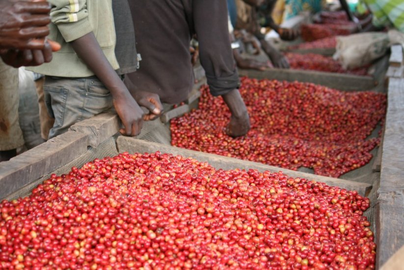 Burundi Gakenke - Embalaje: 250 g, Asado: Espresso moderno - espresso con acidez