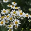 L'huile essentielle BIO de camomille est fabriquée à partir d'ingrédients 100% naturels et offre un parfum réconfortant qui favorise la relaxation et le bien-être. L'huile essentielle BIO de camomille est fabriquée à partir d'ingrédients 100% naturels et offre un parfum réconfortant qui favorise la relaxation et le bien-être.