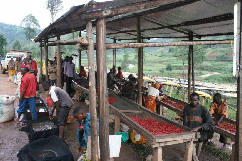 Burundi Gakenke - Пакування: 250 g, Обсмажування: Сучасний еспресо - еспресо, що святкує кислотність