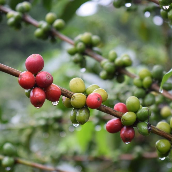 Ausgewählte Bohnen, für Filter geröstet, Costa Rica Hacienda.