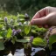 Essential oil of catnip in a 10 ml bottle, 100% natural.