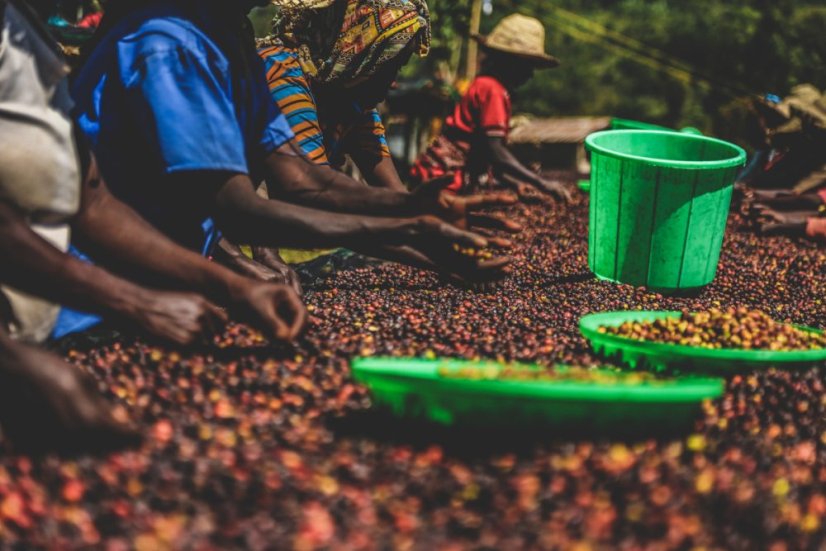 Sorting coffee from Ethiopia from the Keramo station.