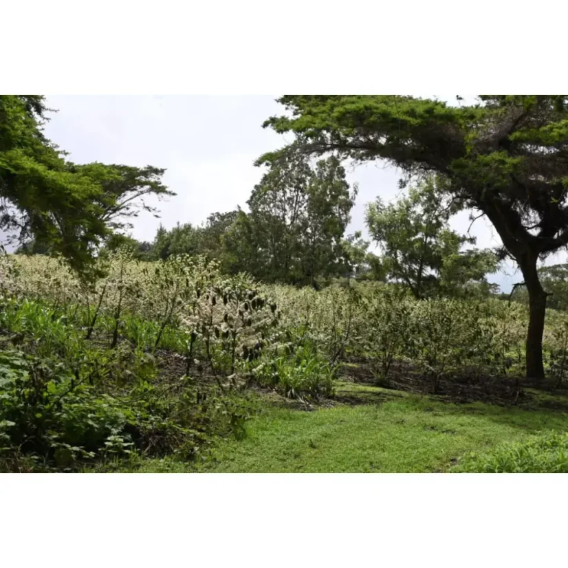 Koffiebonen voor espresso uit Tanzania Acacia Hills komt uit een hoogte van 1750-1850 m boven zeeniveau, wat het een unieke smaak en aroma geeft.