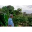 Nikaragua Finca Los Altiplanos est un café en grains de qualité pour expresso avec des caractéristiques gustatives évoquant la pomme rouge.