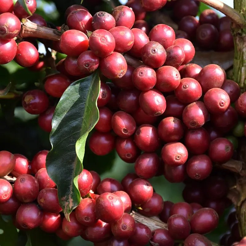 Brazílie - Sancoffee | Espresso - Balení: 250 g