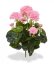 Gerānijs rozā - 100% dabīga ēteriskā eļļa 10 ml