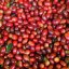 Coffee fruits from Costa Rica - Aquiares Estate.