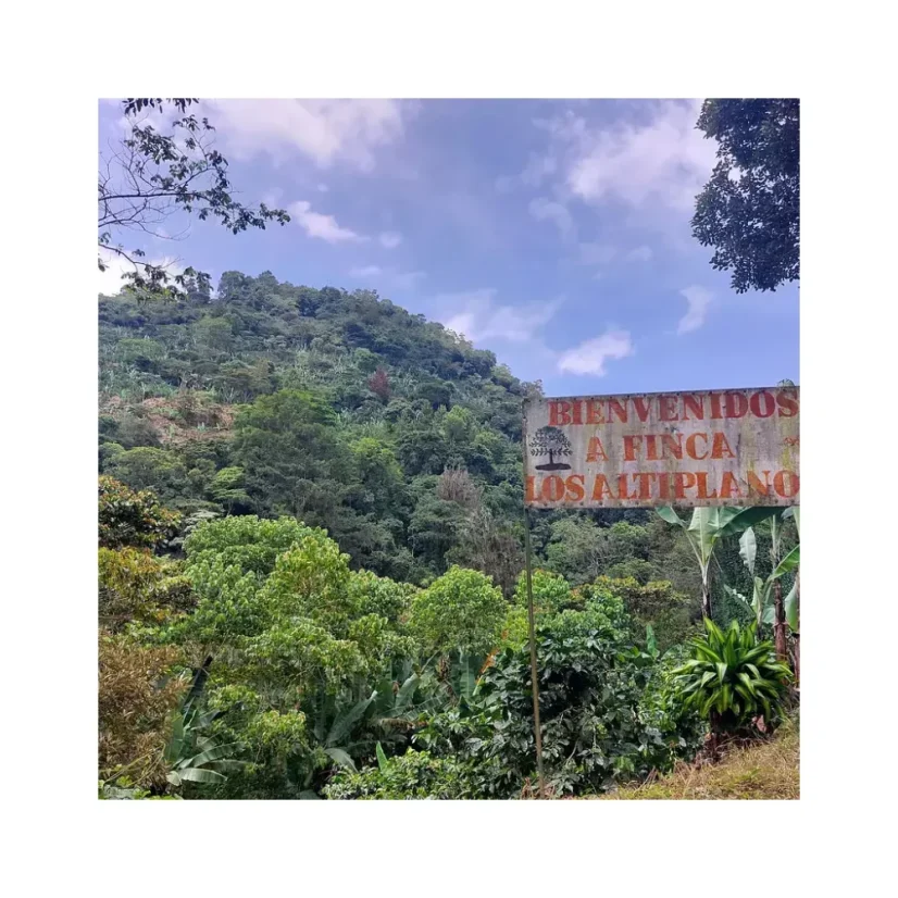 Espresso Nikaragua Finca Los Altiplanos est un café en grains exceptionnel qui se distingue par sa variété Java.
