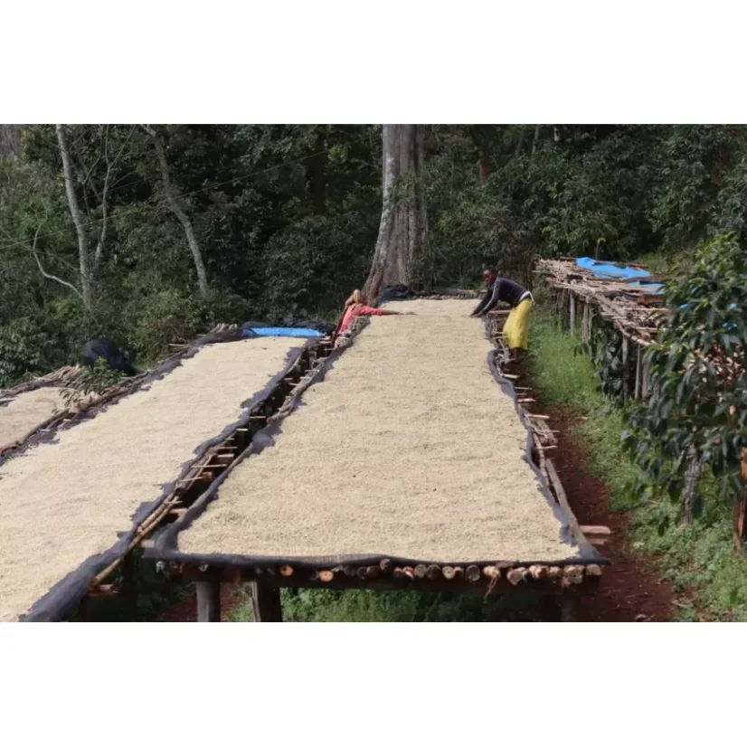 El café en grano de Etiopía Guji Mancity es ideal para preparar espresso y ofrece un sabor rico con un toque de caramelo.