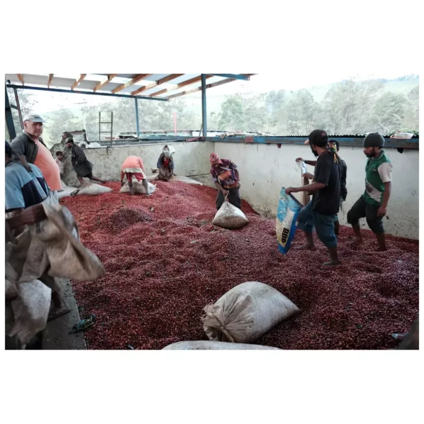 Le café en grains de Papouasie-Nouvelle-Guinée Baroida est un excellent choix pour les amateurs d'espresso, se distinguant par la variété Mundo Novo.