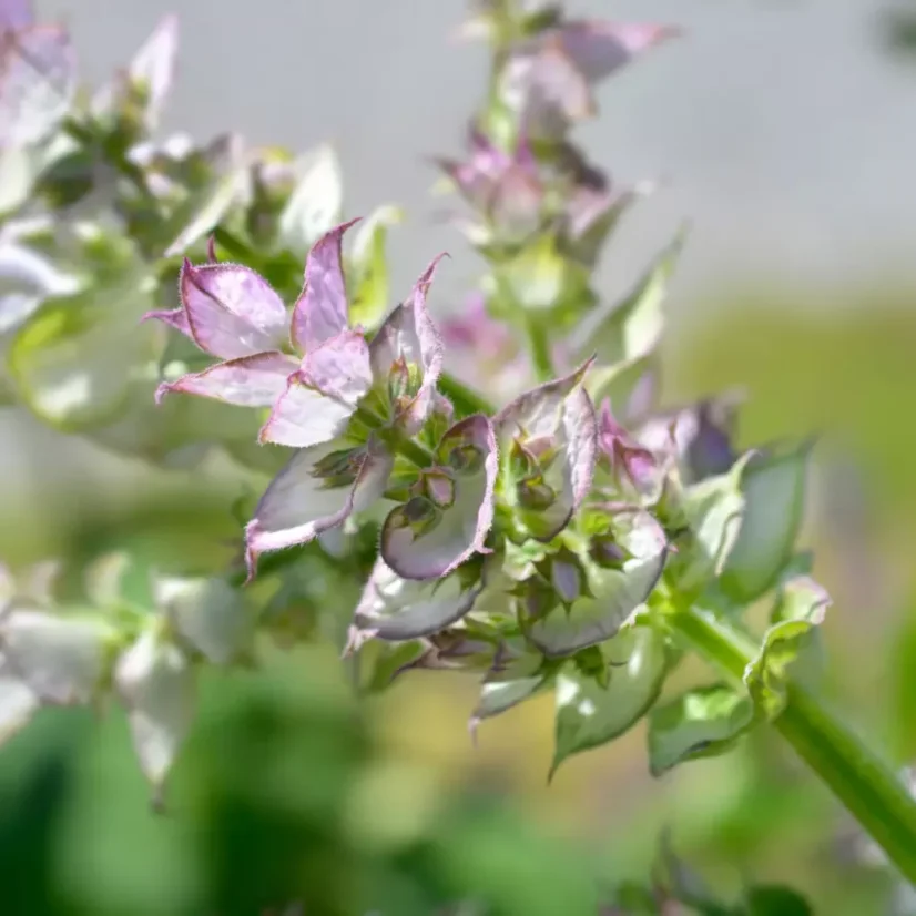 L'huile essentielle de sauge musquée BIO est 100 % naturelle, offrant un parfum boisé.