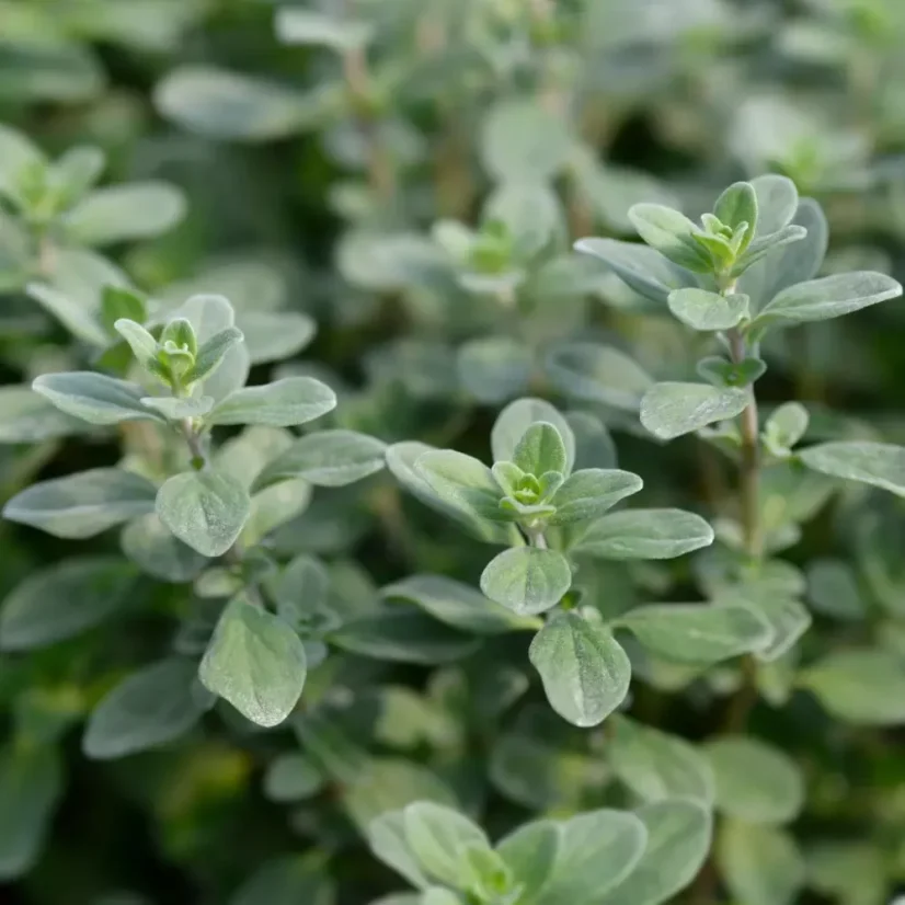 BIO Marjoram is a 100% natural essential oil, certified as organic, that offers aromatic and therapeutic benefits for health.
