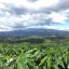 Ausgewählte Kaffee Costa Rica Hacienda.