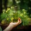 Glass bottle with 10 ml of 100% natural dill essential oil from Pestik with a herbal scent.