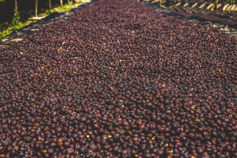 Selection coffee from Ethiopia from the Keramo station.
