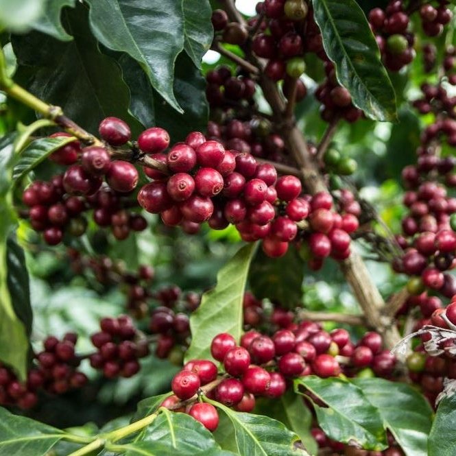 Nicaragua Finca Aurora | Espresso - Verpackung: 250 g, Braten: Moderner Espresso - säurehaltiger Espresso