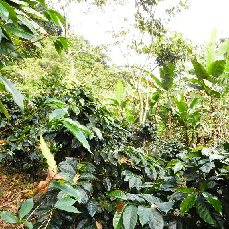 Pérou Manuel Carhuajulca Organic Natural D - Emballage: 250 g, Rôtissage: L'espresso moderne - l'espresso contenant de l'acidité