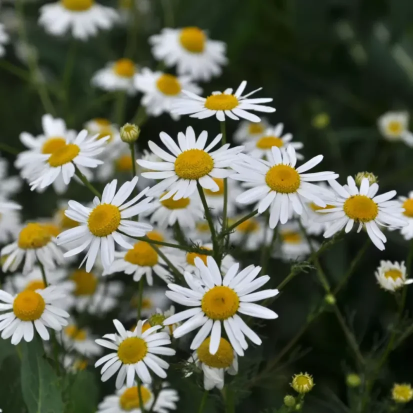 L'huile essentielle BIO de camomille est fabriquée à partir d'ingrédients 100% naturels et offre un parfum réconfortant qui favorise la relaxation et le bien-être.