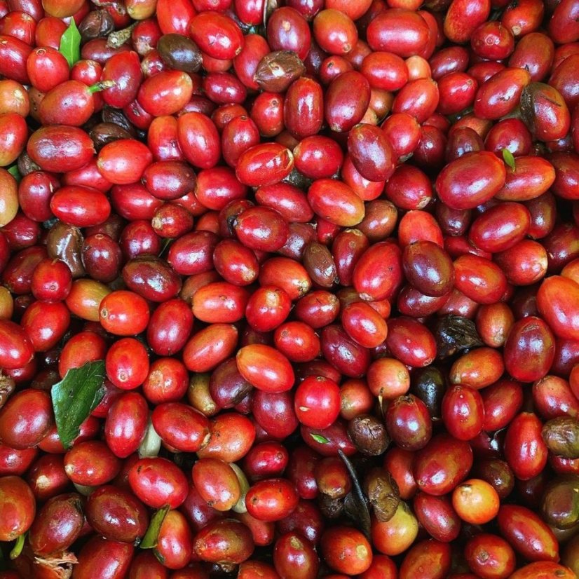 Coffee fruits from Costa Rica - Aquiares Estate.