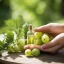 Purple bottle with 100% natural Amla essential oil, designed for acne-prone skin care.