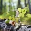 Lahvička s 100% prírodným esenciálnym olejom Sladká breza s mentolovou vôňou, 10 ml.